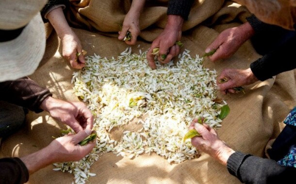 Marrakech: cuore della distillazione del fiore d'arancio
