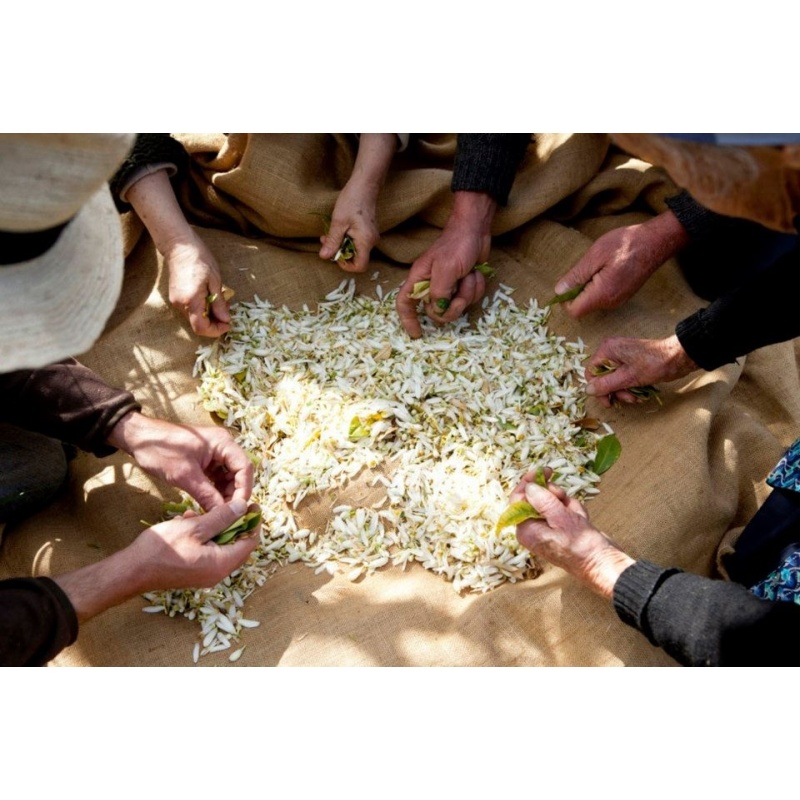 Marrakech: cuore della distillazione del fiore d'arancio